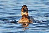 Canvasback